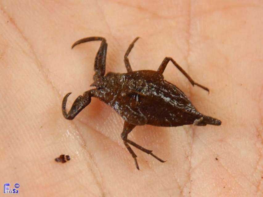 Nepa cinerea - víziskorpió