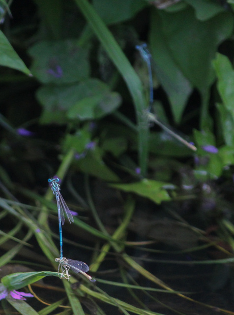 Platycnemis pennipes - széleslábú szitakötő