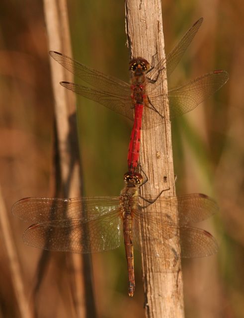 Sympetrum depressiusculum - ékfoltos katona-szitakötő