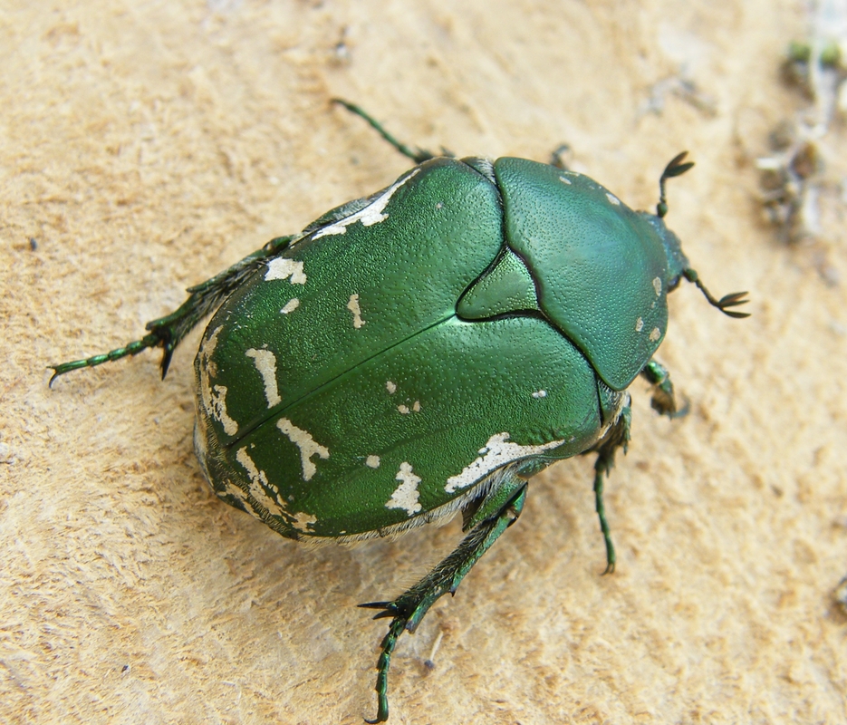 Protaetia ungarica - magyar virágbogár