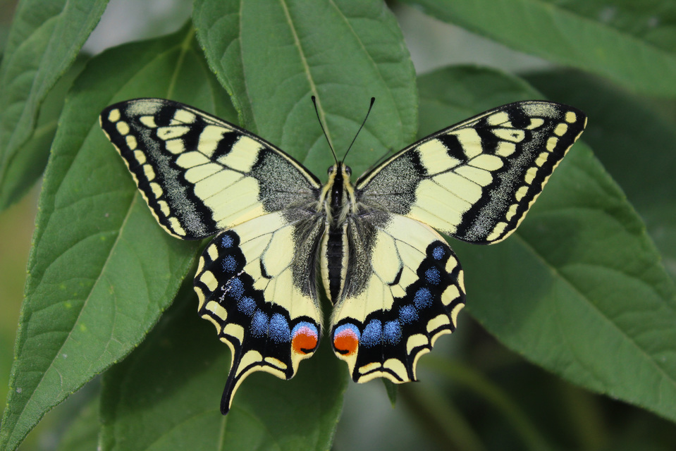 Papilio machaon - fecskefarkú lepke