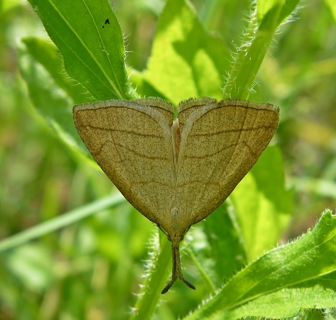 Polypogon tentacularia - sötétaljú karcsúbagoly