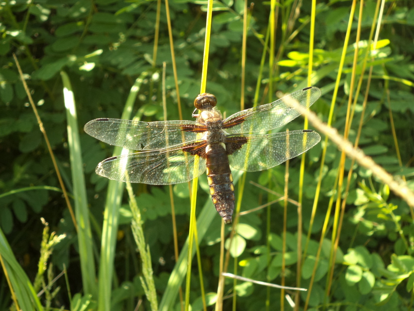 Libellula depressa - széles laposacsa
