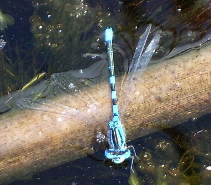Coenagrion scitulum - mediterrán légivadász