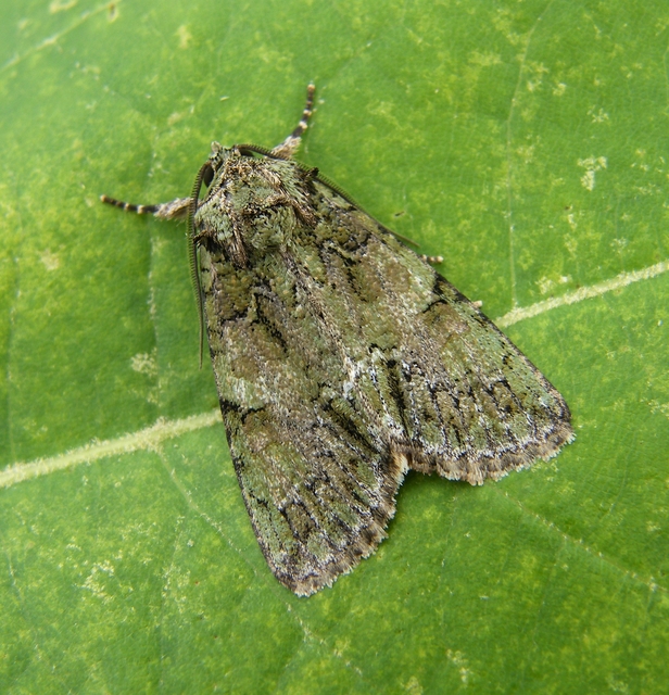 Polyphaenis sericata - selyemfényű erdeibagoly