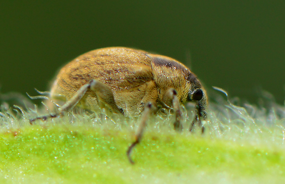 Sibinia pellucens - mécsvirágormányos