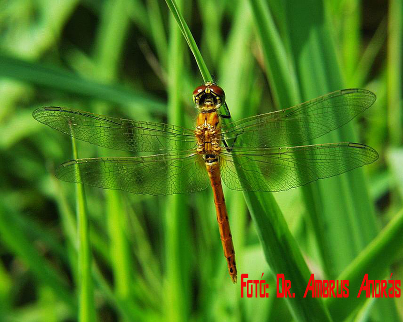 Sympetrum depressiusculum - ékfoltos katona-szitakötő