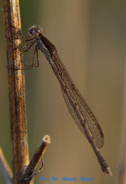 Sympecma fusca - téli rablószitakötő