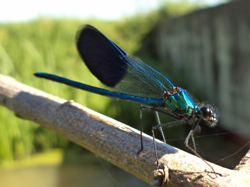 Calopteryx splendens - sávos szitakötő
