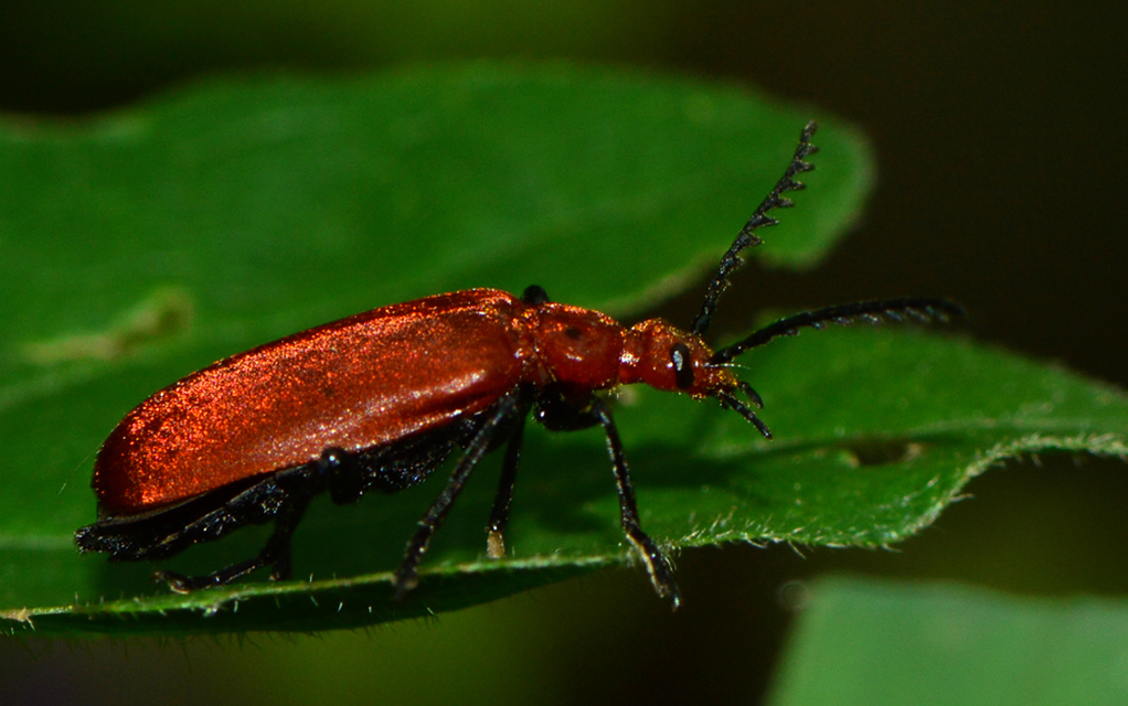 Pyrochroa serraticornis - közép-bíborbogár