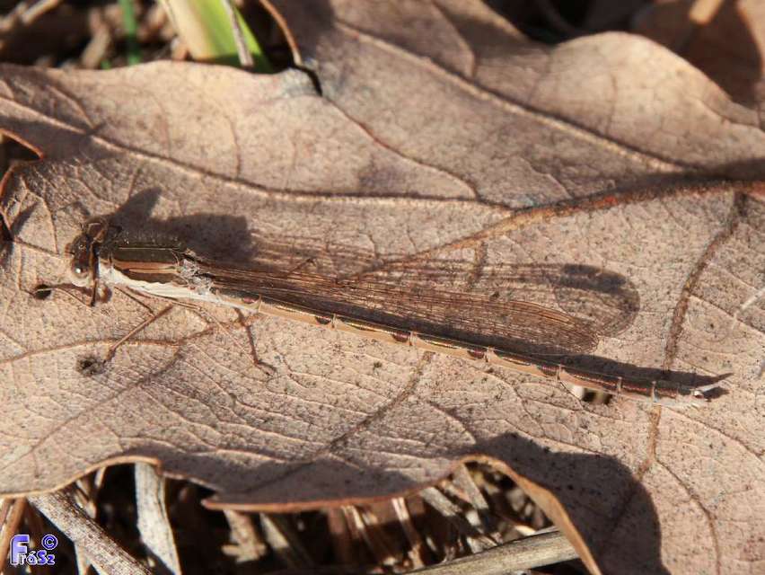 Sympecma fusca - téli rablószitakötő