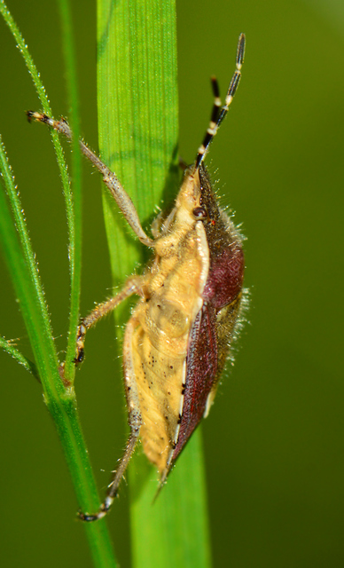 Dolycoris baccarum - közönséges bogyómászó-poloska Dolycoris baccarum - közönséges bogyómászó-poloska