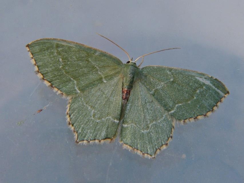 Hemithea aestivaria - nyír-zöldaraszoló