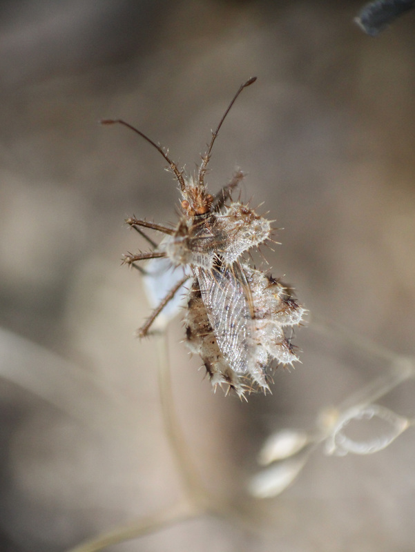 Phyllomorpha laciniata - lándzsás karimáspoloska