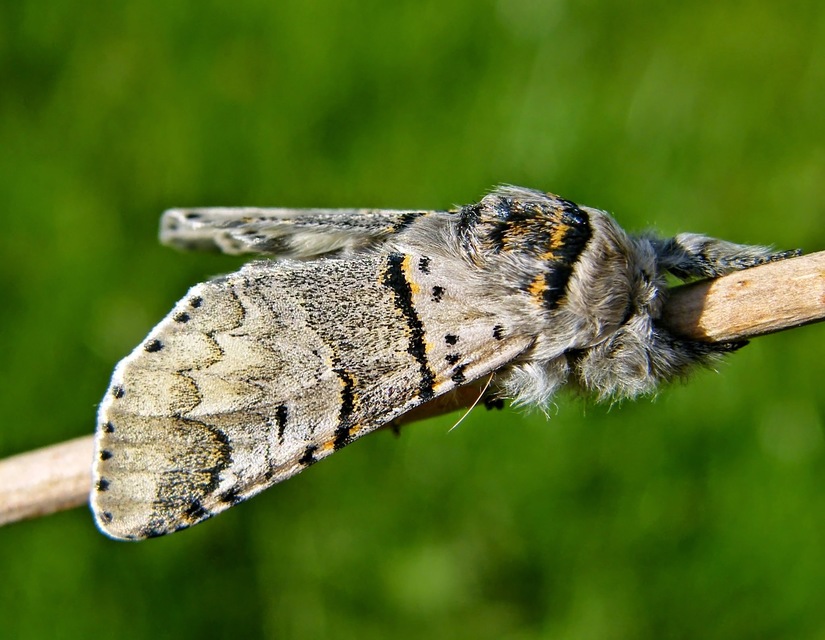 Furcula furcula - szürke púposszövő