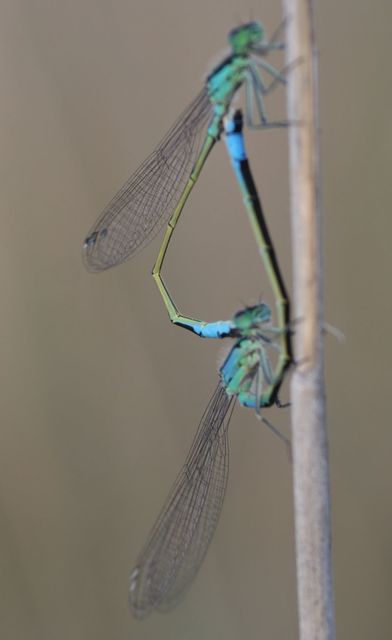 Ischnura elegans pontica - kéköves légivadász