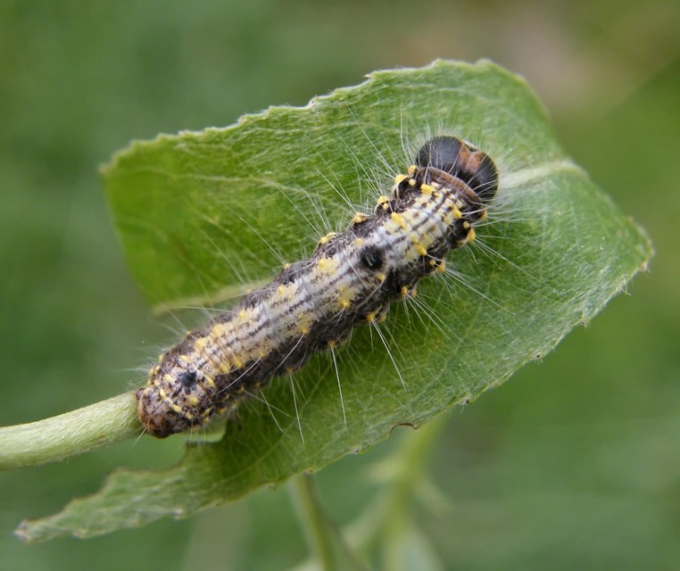 Clostera curtula - rövidszárnyú levélszövő