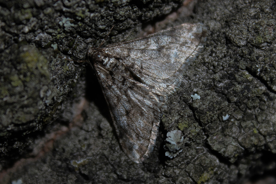 Agriopis leucophaearia - tölgy-tavasziaraszoló