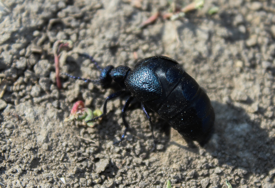 Meloe proscarabaeus - közönséges nünüke