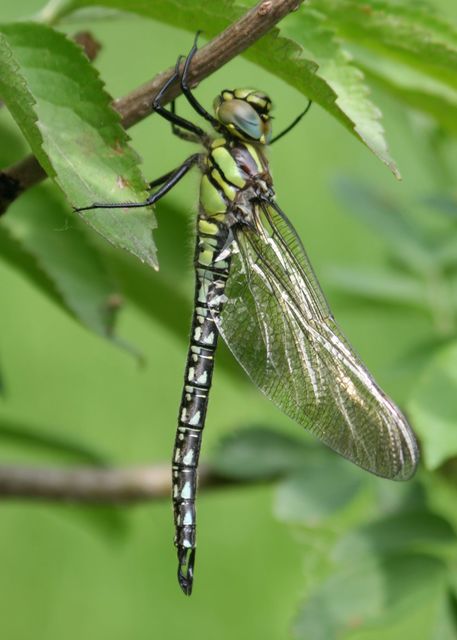 Brachytron pratense - szőrös karcsúacsa