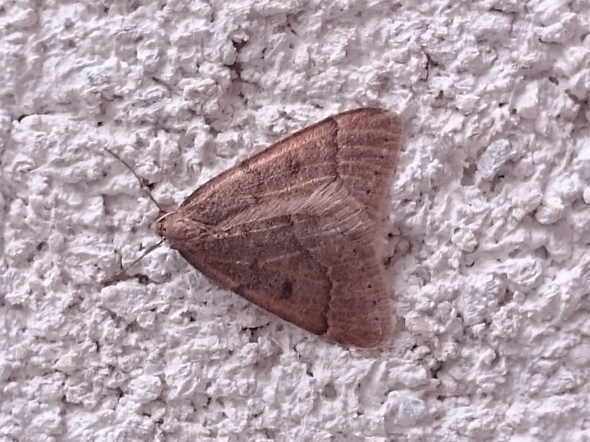 Theria rupicapraria - tavaszi kökényaraszoló