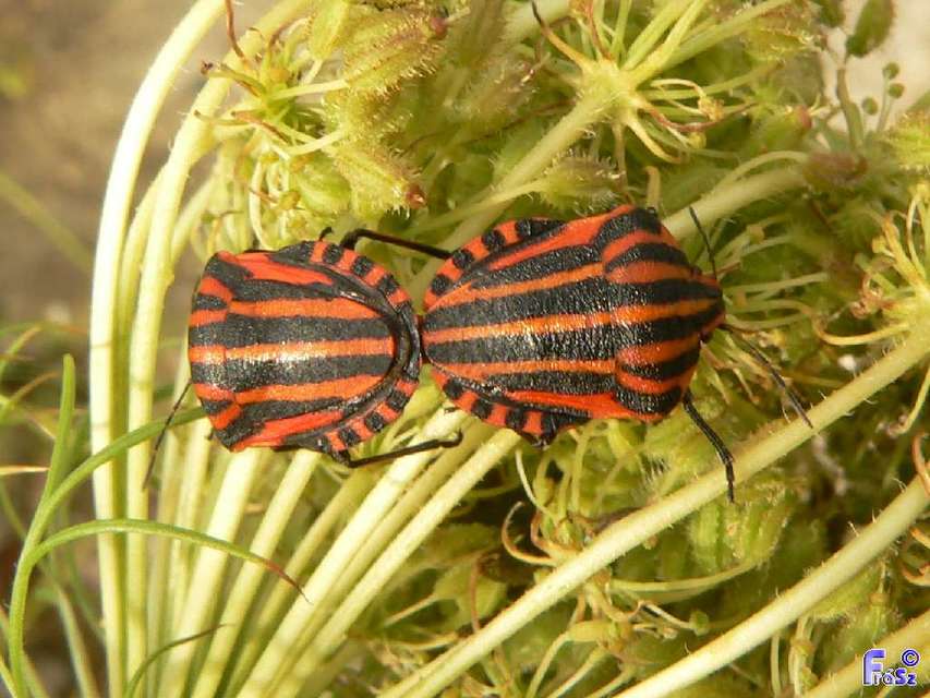 Graphosoma italicum - csíkos pajzsospoloska