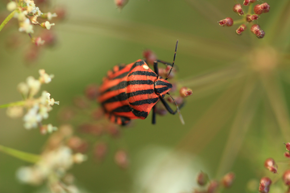 Graphosoma italicum - csíkos pajzsospoloska