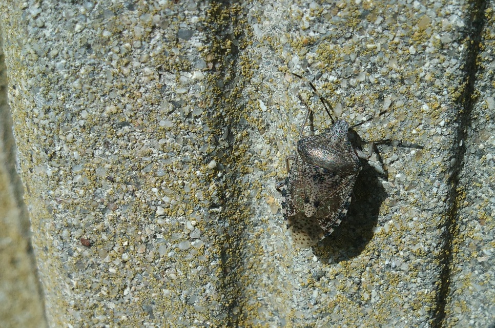 Rhaphigaster nebulosa - bencepoloska