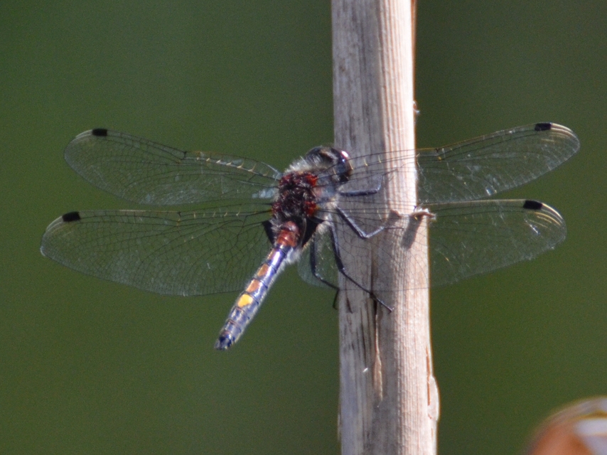 Leucorrhinia pectoralis - lápi álarcos-szitakötő