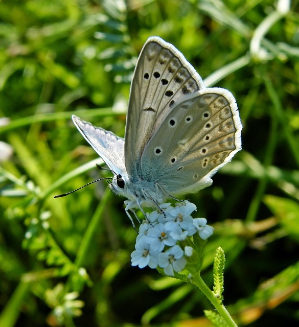 Polyommatus daphnis - csipkés boglárka