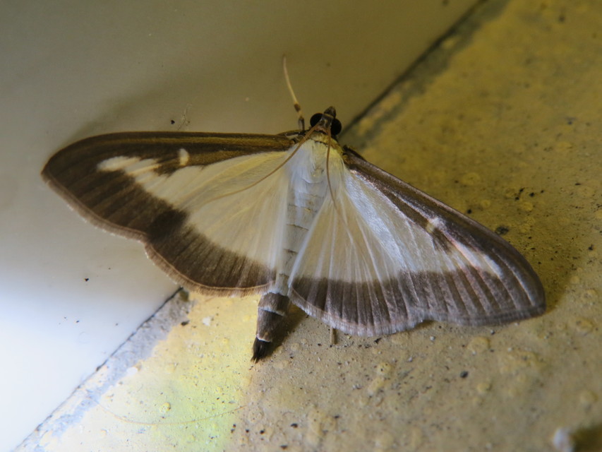 Cydalima perspectalis - puszpáng-tűzmoly