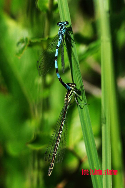 Coenagrion hastulatum - lándzsás légivadász Coenagrion hastulatum - lándzsás légivadász