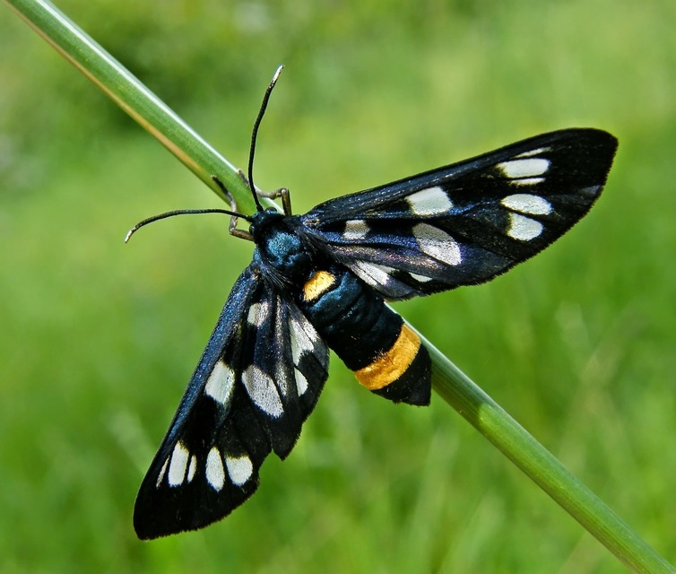 Amata phegea - fehérpettyes álcsüngőlepke
