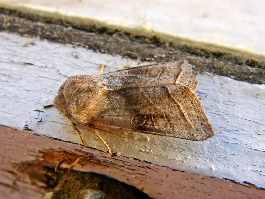 Orthosia opima - hegyesszárnyú barkabagoly