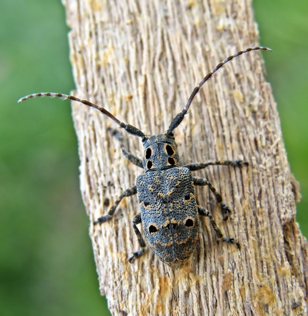 Mesosa curculionoides - szemfoltos cincér Mesosa curculionoides - szemfoltos cincér