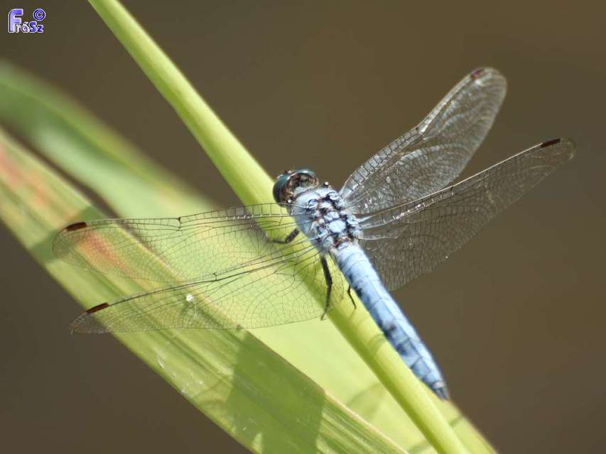 Orthetrum brunneum - pataki pásztorszitakötő
