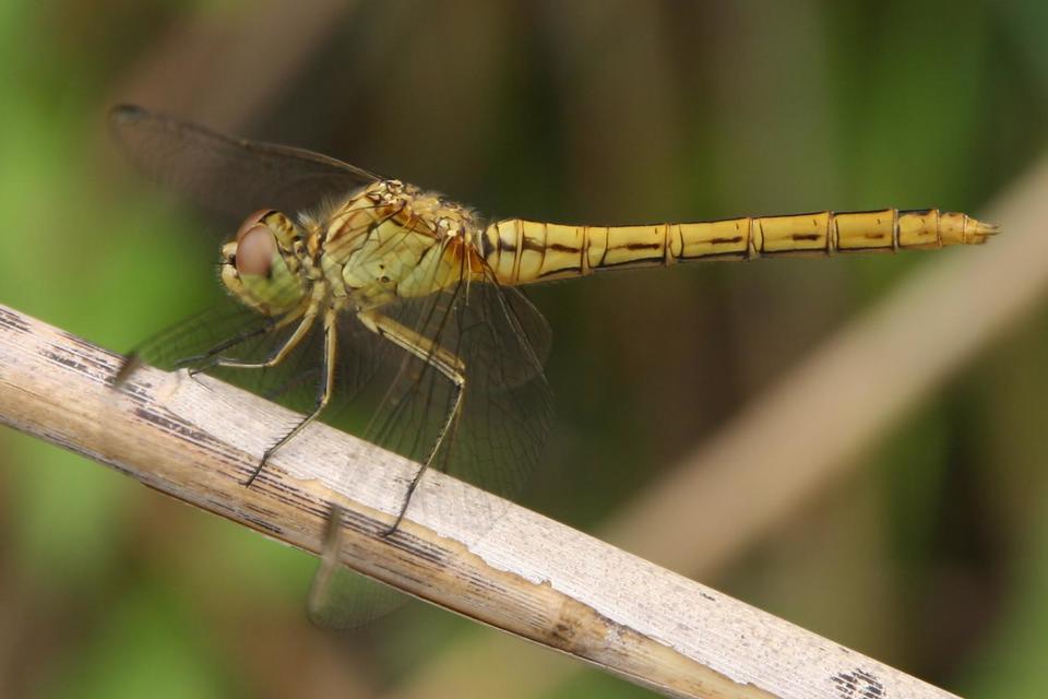 Sympetrum meridionale - fakó katona-szitakötő
