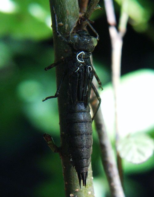 Aeshna cyanea - sebes karcsúacsa