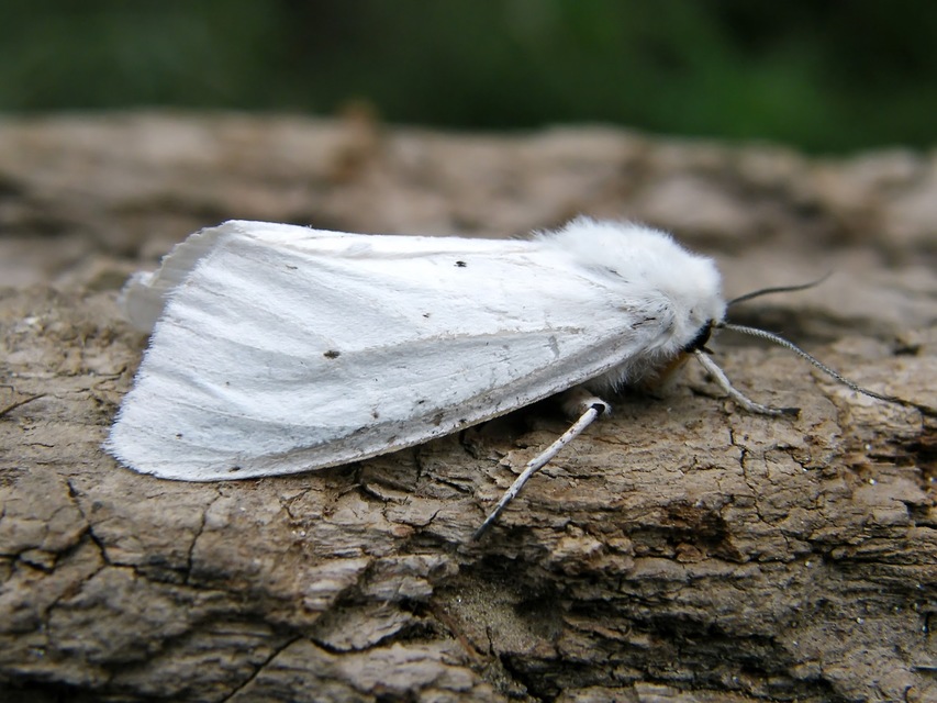 Spilosoma urticae - hószínű medvelepke