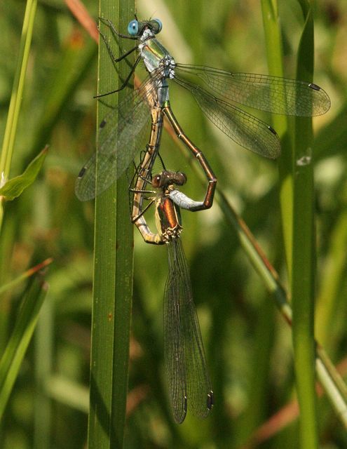 Lestes dryas - réti rablószitakötő