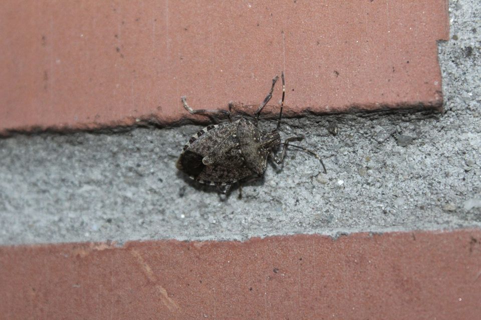 halyomorpha halys - Halyomorpha halys