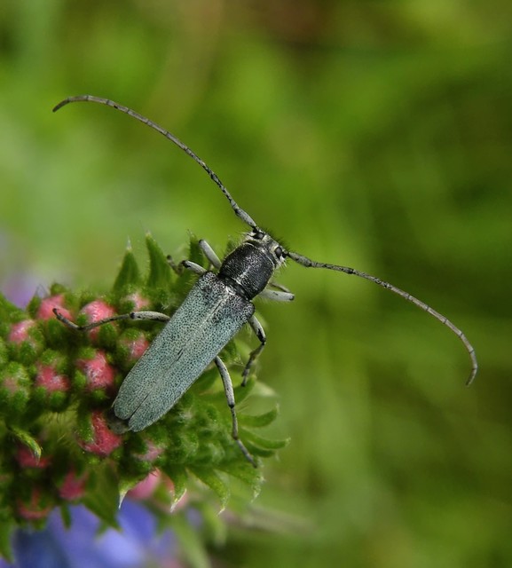 Phytoecia coerulescens - kígyósziszcincér