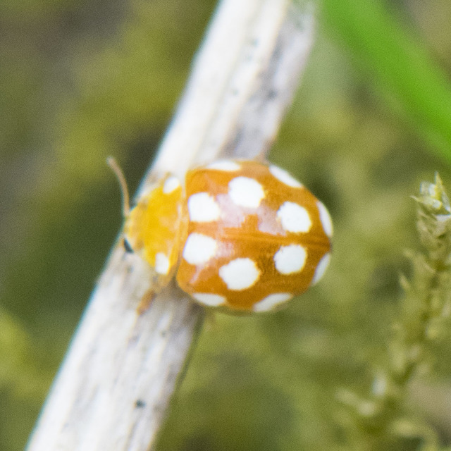 Vibidia duodecimguttata - tizenkétcseppes füsskata