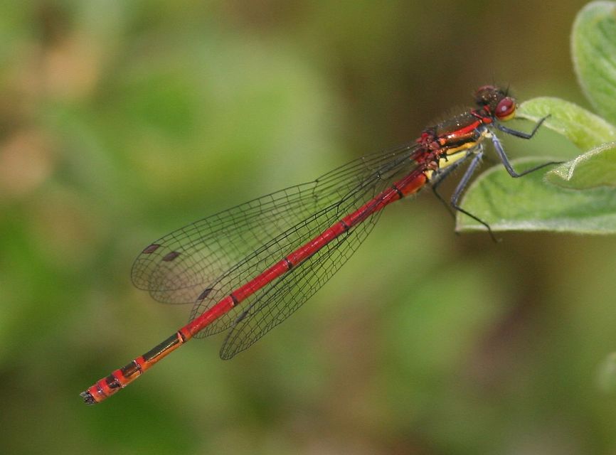 Pyrrhosoma nymphula