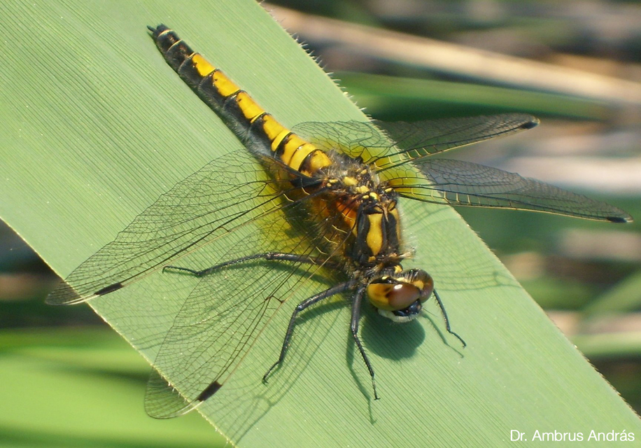Leucorrhinia pectoralis - lápi álarcos-szitakötő