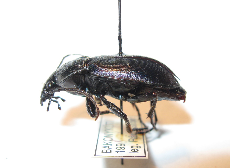 Carabus scheidleri - változó futrinka Carabus scheidleri - változó futrinka