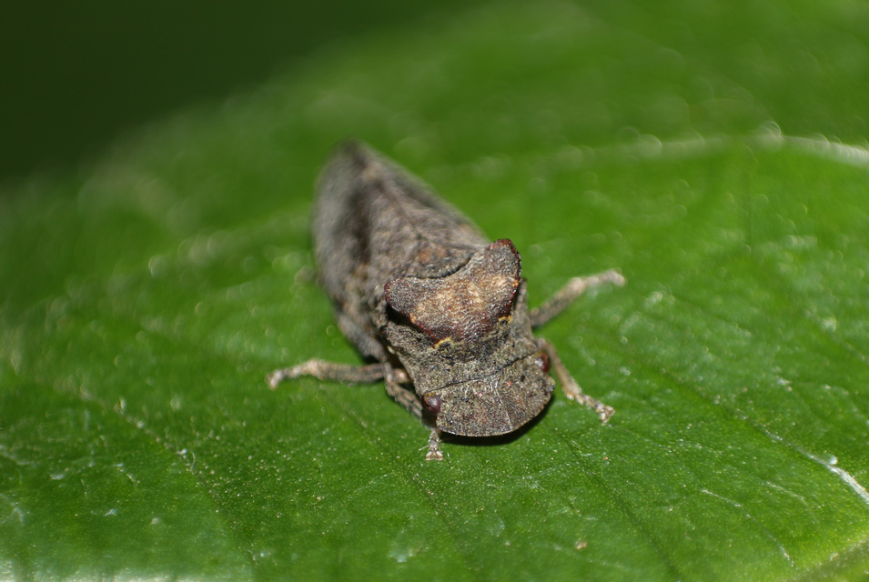 Ledra aurita - füleskabóca Ledra aurita - füleskabóca