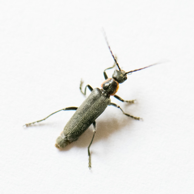 Cantharis