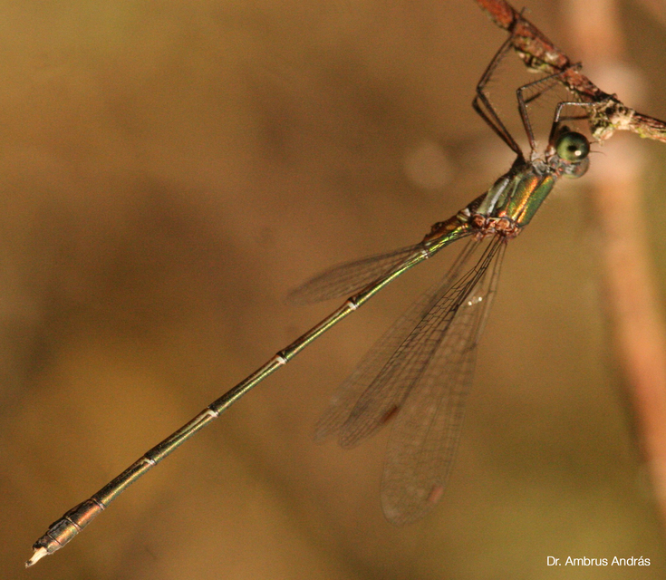 Chalcolestes viridis - nyugati zöld-rablószitakötő Chalcolestes viridis - nyugati zöld-rablószitakötő