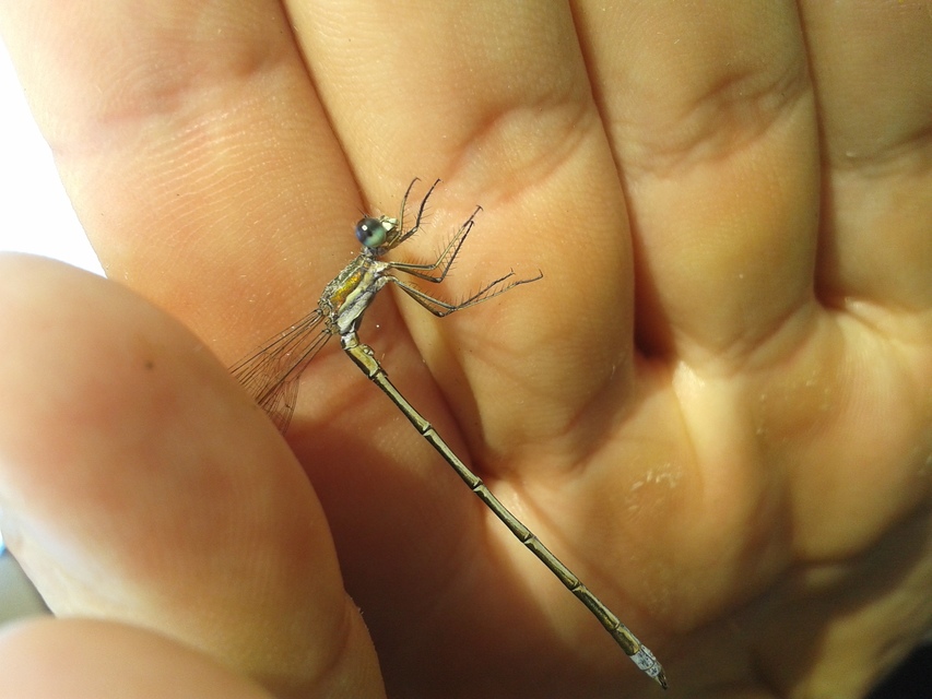 Lestes virens vestalis - kis rablószitakötő